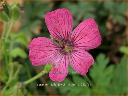 Geranium &#039;Jolly Jewel Raspberry&#039; | Ooievaarsbek, Tuingeranium, Geranium | Storchschnabel | Cranesbill