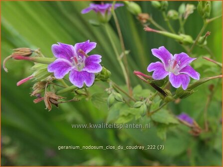 Geranium nodosum &#039;Clos du Coudray&#039; | Knopige ooievaarsbek, Ooievaarsbek, Tuingeranium, Geranium | Bergwald-Storch