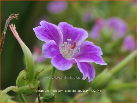 Geranium nodosum &#039;Clos du Coudray&#039; | Knopige ooievaarsbek, Ooievaarsbek, Tuingeranium, Geranium | Bergwald-Storch