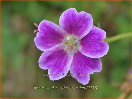 Geranium nodosum &#039;Clos du Coudray&#039; | Knopige ooievaarsbek, Ooievaarsbek, Tuingeranium, Geranium | Bergwald-Storch