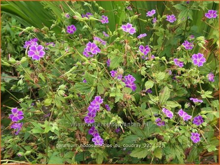 Geranium nodosum &#039;Clos du Coudray&#039; | Knopige ooievaarsbek, Ooievaarsbek, Tuingeranium, Geranium | Bergwald-Storch