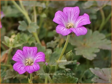 Geranium &#039;Orkney Cherry&#039; | Ooievaarsbek, Tuingeranium, Geranium | Storchschnabel | Cranesbill