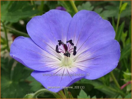 Geranium &#039;Rozanne&#039; | Ooievaarsbek, Tuingeranium, Geranium | Storchschnabel | Cranesbill