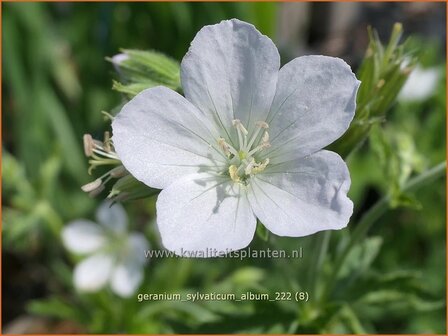 Geranium sylvaticum &#039;Album&#039; | Bosooievaarsbek, Ooievaarsbek, Tuingeranium, Geranium | Wald-Storchschnabel | Wood Cran