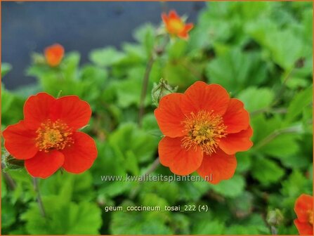 Geum coccineum &#039;Tosai&#039; | Rood nagelkruid | Orangerotbl&uuml;hende Nelkenwurz | Scarlet Flowered Avens