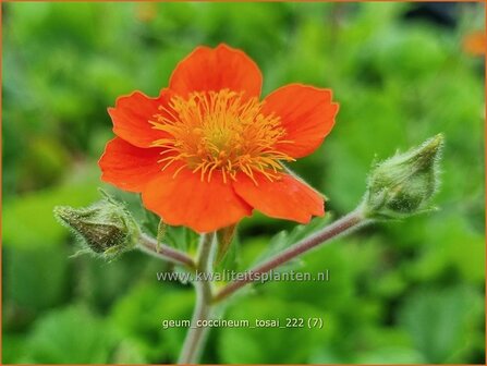 Geum coccineum &#039;Tosai&#039; | Rood nagelkruid | Orangerotbl&uuml;hende Nelkenwurz | Scarlet Flowered Avens