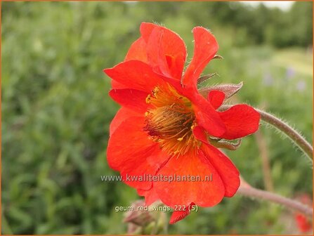 Geum &#039;Red Wings&#039; | Nagelkruid | Nelkenwurz | Avens