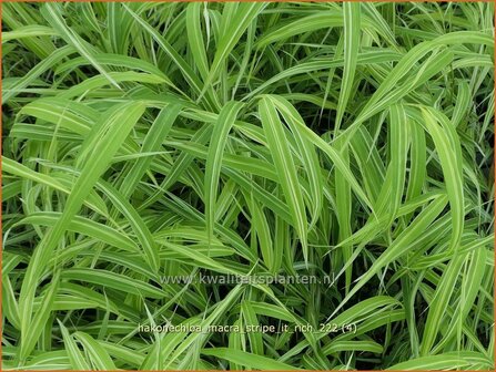 Hakonechloa macra &#039;Stripe it Rich&#039; | Japans bosgras, Japans siergras | Berggras | Forest Grass