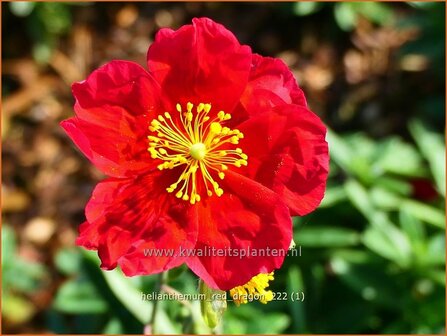 Helianthemum &#039;Red Dragon&#039; | Zonneroosje | Sonnenr&ouml;schen | Sun Rose