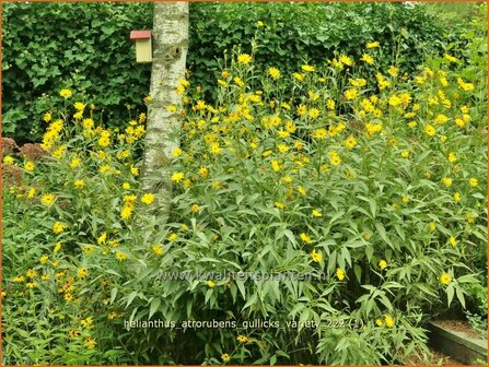 Helianthus atrorubens &#039;Gullick&#039;s Variety&#039; | Vaste zonnebloem | Rauhaarige Sonnenblume | Purple-Disk Sunflower