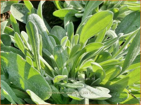 Helichrysum arenarium | Zandstrobloem, Strobloem | Sand-Strohblume | Everlasting