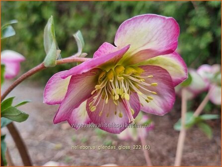 Helleborus &#039;Glenda&#039;s Gloss&#039; | Nieskruid | Nieswurz | Hellebore