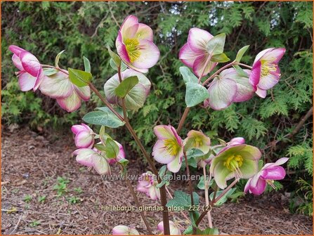 Helleborus &#039;Glenda&#039;s Gloss&#039; | Nieskruid | Nieswurz | Hellebore