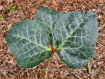 Helleborus &#039;Glenda&#039;s Gloss&#039; | Nieskruid | Nieswurz | Hellebore