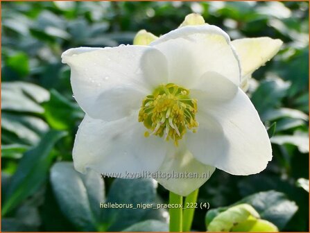 Helleborus niger &#039;Praecox&#039; | Kerstroos, Nieskruid | Christrose | Christmas Rose