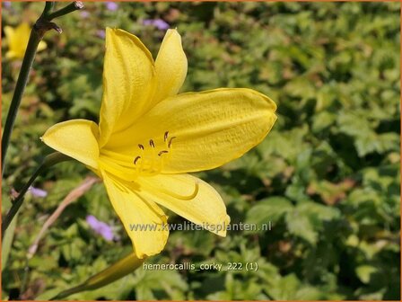 Hemerocallis &#039;Corky&#039; | Daglelie | Taglilie | Day Lily