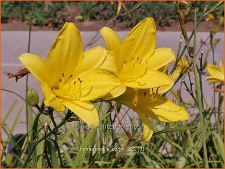 Hemerocallis &#039;Corky&#039; | Daglelie | Taglilie | Day Lily