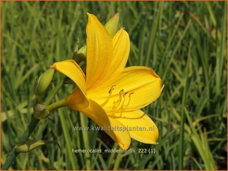 Hemerocallis middendorffii | Daglelie | Middendorffs Taglilie | Amur Day Lily