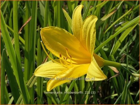 Hemerocallis middendorffii | Daglelie | Middendorffs Taglilie | Amur Day Lily