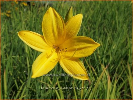 Hemerocallis middendorffii | Daglelie | Middendorffs Taglilie | Amur Day Lily