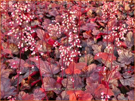 Heuchera &#039;Fire Chief&#039; | Purperklokje | Purpurgl&ouml;ckchen | Coral Bells