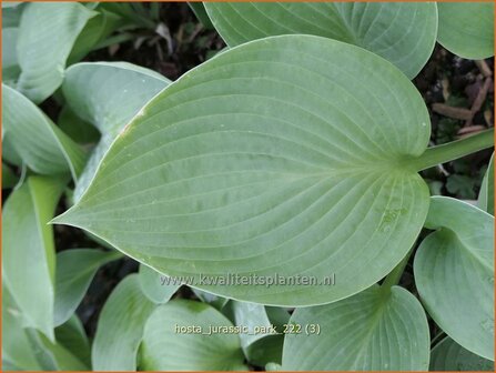 Hosta &#039;Jurassic Park&#039; | Hosta, Hartlelie, Funkia | Funkie | Hosta