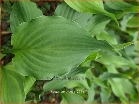 Hosta ventricosa | Hosta, Hartlelie, Funkia | Glocken-Funkie | Blue Plantain Lily