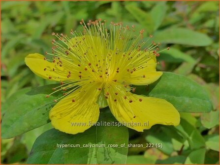 Hypericum calycinum &#039;Rose of Sharon&#039; | Grootbloemig hertshooi, Hertshooi | Teppichjohanneskraut | Aaron&#039;s Beard