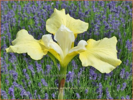 Iris sibirica &#039;Welfenfurstin&#039; | Siberische iris, Lis, Iris | Sibirische Schwertlilie | Siberian Iris