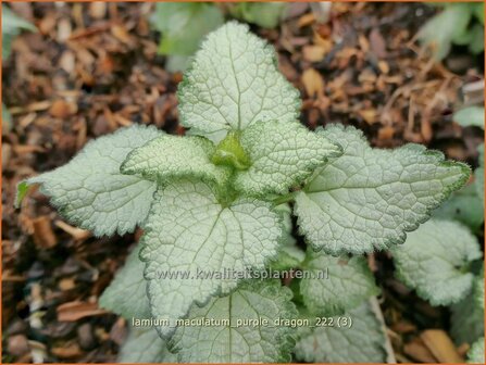 Lamium maculatum &#039;Purple Dragon&#039; | Gevlekte dovenetel, Dovenetel | Gefleckte Taubnessel | Spotted Dead Nettle