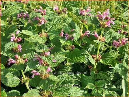 Lamium orvala | Grootbloemige dovenetel, Dovenetel | Gro&szlig;bl&uuml;tige Taubnessel | Balm-Leaved Red Dead Nettle