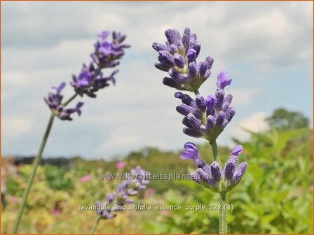 Lavandula angustifolia &#039;Essence Purple&#039; | Echte lavendel, Gewone lavendel, Lavendel | Echter Lavendel | English Laven