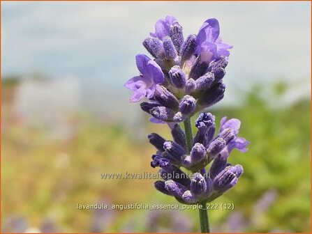 Lavandula angustifolia &#039;Essence Purple&#039; | Echte lavendel, Gewone lavendel, Lavendel | Echter Lavendel | English Laven