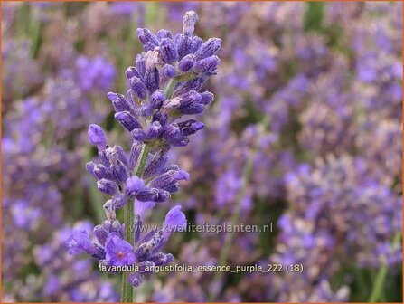 Lavandula angustifolia &#039;Essence Purple&#039; | Echte lavendel, Gewone lavendel, Lavendel | Echter Lavendel | English Laven