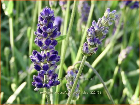 Lavandula angustifolia &#039;Super Blue&#039; | Echte lavendel, Gewone lavendel, Lavendel | Echter Lavendel | English Lavender