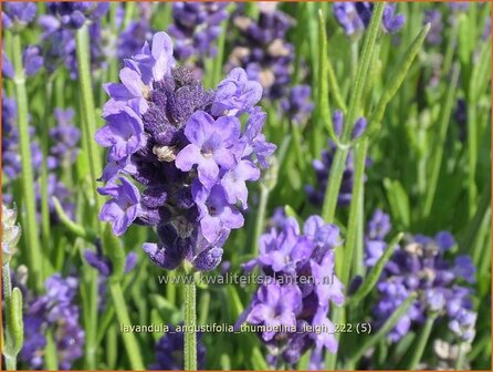 Lavandula angustifolia &#039;Thumbelina Leigh&#039; | Echte lavendel, Gewone lavendel, Lavendel | Echter Lavendel | English Lav