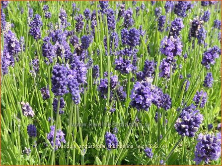 Lavandula angustifolia &#039;Thumbelina Leigh&#039; | Echte lavendel, Gewone lavendel, Lavendel | Echter Lavendel | English Lav