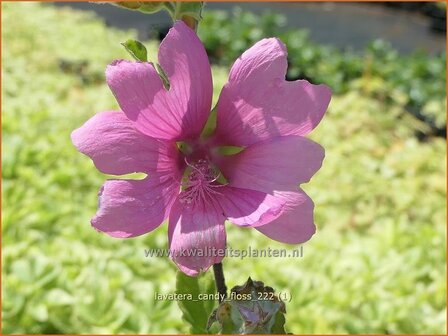 Lavatera &#039;Candy Floss&#039; | Struikmalva | Buschmalve | Tree Mallow