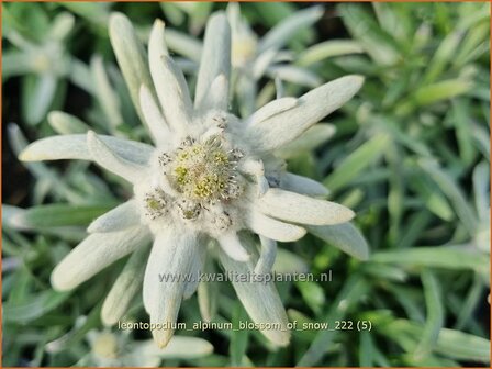 Leontopodium alpinum &#039;Blossom of Snow&#039; | Alpenedelweiss, Edelweiss | Alpen-Edelwei&szlig; | Edelweiss