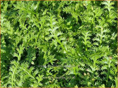 Leptinella squalida | Vedermos, Koperknoopje, Goudknopje | Brauner Fiederteppich | New Zealand Brassbuttons