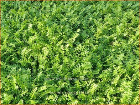 Leptinella squalida | Vedermos, Koperknoopje, Goudknopje | Brauner Fiederteppich | New Zealand Brassbuttons