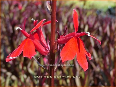 Lobelia fulgens &#039;Queen Victoria&#039; | Scharlaken lobelia, Kardinaalsbloem, Vaste lobelia | Leuchtende Lobelie | Red Leav