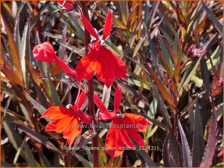 Lobelia fulgens &#039;Queen Victoria&#039; | Scharlaken lobelia, Kardinaalsbloem, Vaste lobelia | Leuchtende Lobelie | Red Leav