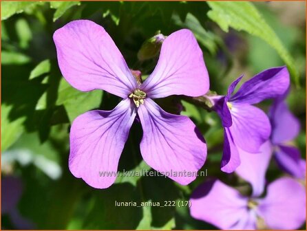 Lunaria annua | Judaspenning | Einj&auml;hriges Silberblatt | Money Plant