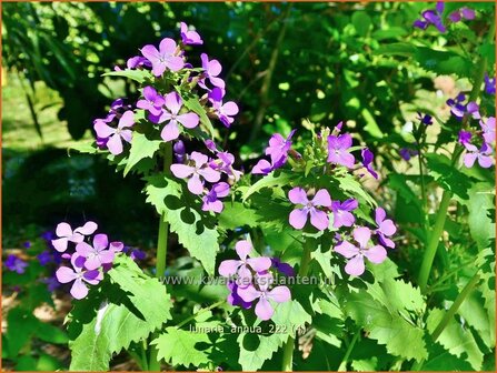 Lunaria annua | Judaspenning | Einj&auml;hriges Silberblatt | Money Plant