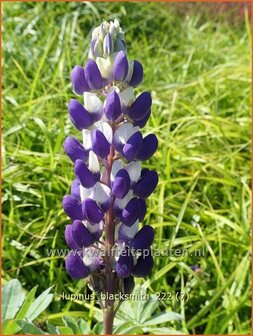 Lupinus &#039;Blacksmith&#039; | Lupine | Lupine | Lupin