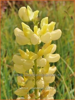 Lupinus &#039;Chandelier&#039; | Lupine | Lupine | Lupin