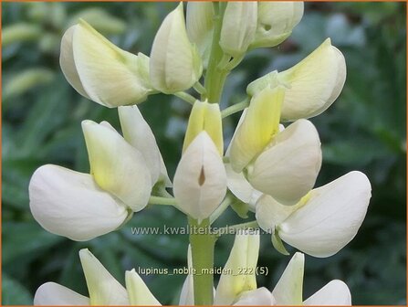 Lupinus &#039;Noble Maiden&#039; | Lupine | Lupine | Lupin