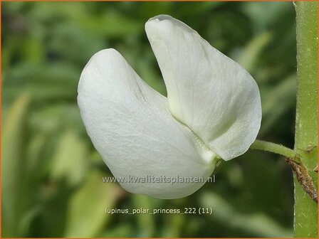 Lupinus &#039;Polar Princess&#039; | Lupine | Lupine | Lupin