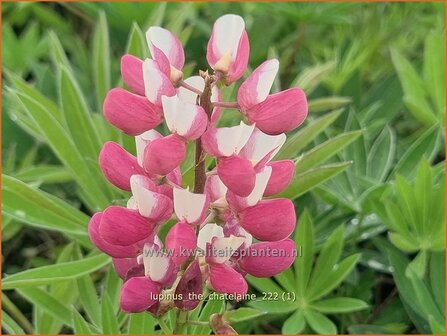 Lupinus &#039;The Chatelaine&#039; | Lupine | Lupine | Lupin